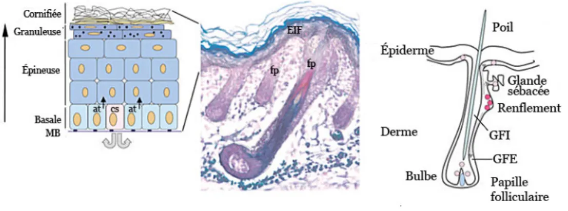 Figure 1-3  Localisation des cellules souches dans l’épiderme et le follicule pileux. 