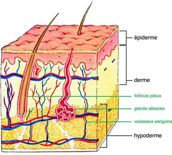 Figure 1-9  La structure globale de la peau. Ce dessin de la peau et de l’hypoderme  sous-jacent montre également la localisation des vaisseaux sanguins, des follicules  pileux et des glandes sébacées