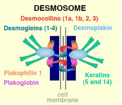 Figure 1-11  La structure des desmosomes. Cette figure montre les principaux  composants du desmosome
