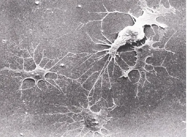 Figure 8 : Ostéocyte x1000 (44) 