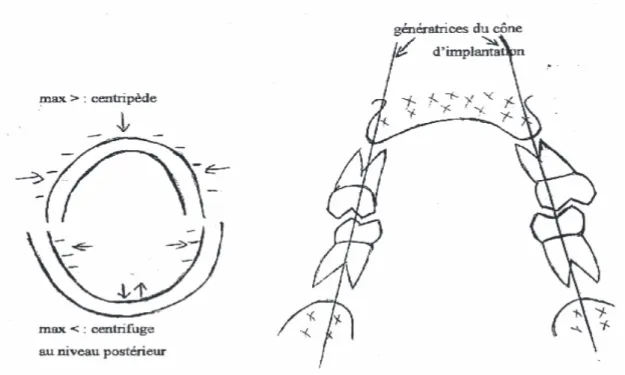Figure 11 : Processus de résorption maxillaire et mandibulaire (72) 
