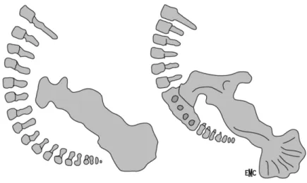 Figure 12 Embryologie du pôle caudal 