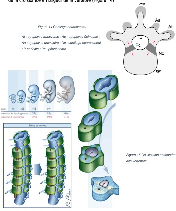 Figure 14 Cartilage neurocentral 