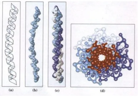 Figure 1 : Schéma de représentation du collagène : 