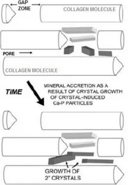 Figure 5 : Schéma représentant la croissance des cristaux d’apatite initialement déposés au sein des zones de gaps