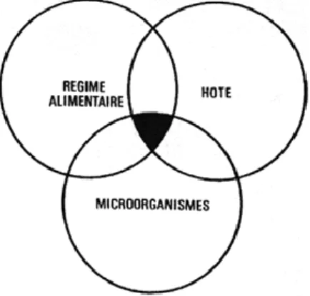 Figure 4 : Schéma Triade de KEYES, d’après M. Muller et L. Lupi, 1997. (57)