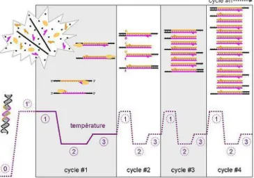 Figure 7 - Principe de la PCR classique. Les phases 1, 2 et 3 correspondent respectivement à la dénaturation des  brins, l'hybridation des amorces et l'élongation des brins d'ADN (Wikipedia, 2006)