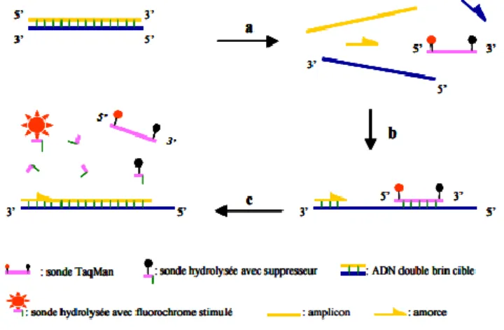 Figure 10 - Mécanisme de la PCR en temps réel avec hydrolyse de sonde (Poitras &amp; Houde, 2002)