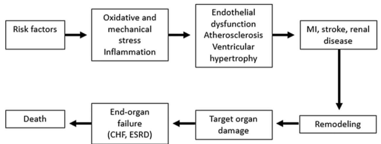 Fig. 1 The cardiovascular continuum. MI myocardial infarction, CHF congestive heart failure, ESRD end-stage renal disease
