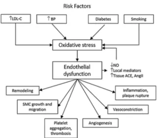 Fig. 2 Oxidative stress and endothelial dysfunction in cardiovascular diseases. LDL-C low-density lipoprotein cholesterol, BP blood pressure, NO nitric oxide, ACE angiotensin-converting enzyme, AngII angiotensin II, SMC smooth muscle cells