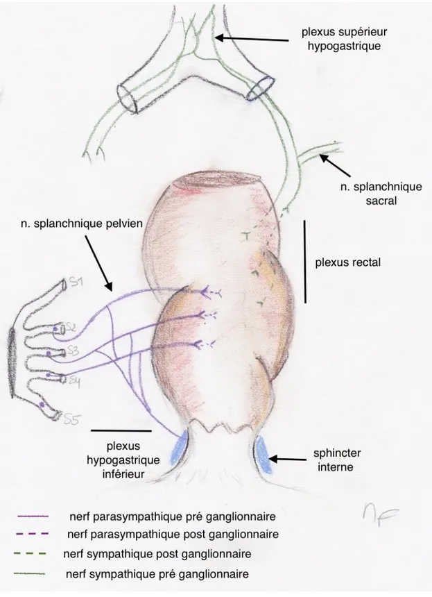 Figure n° 4 Innervation du rectum  n= nerf  
