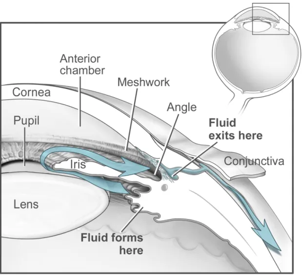 Figure 1.3 Anatomie de la chambre antérieure de l’œil et flot de l’humeur aqueuse 