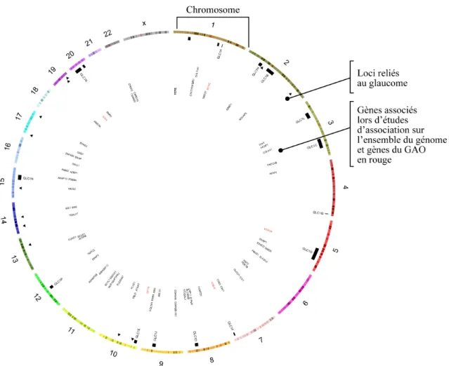 Figure 1.13 Vue d’ensemble du génome avec les gènes et loci reliés au glaucome (ou traits associés  au glaucome) 