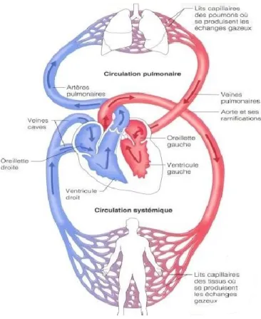 Figure 1-3. La circulation pulmonaire et la circulation systémique. Tirée de [23]. 