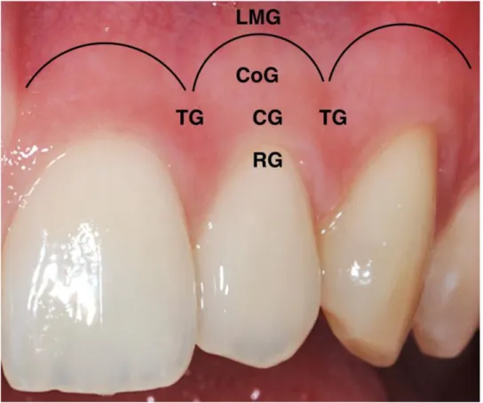 Fig. 11. Variables du RES impliquées dans l’évaluation esthétique (photo Dr Moll). 