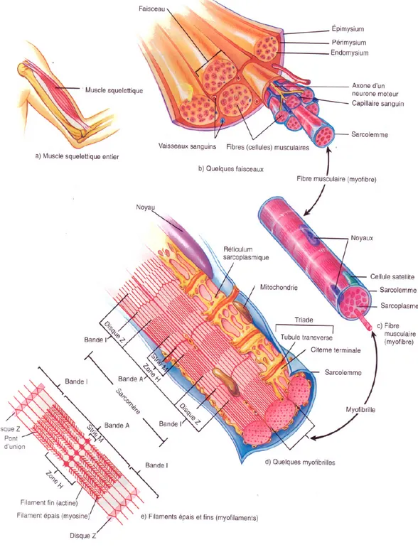 Figure 1.7 Structure macroscopique et microscopique d'un muscle squelettique  1