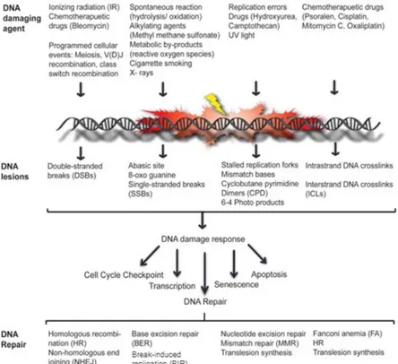 Figure 1 - Les différents agents inducteurs de lésions à l'ADN et leurs conséquences pour la cellule