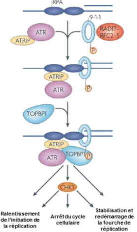 Figure 4 - Mode d'activation d'ATR dans la signalisation des CDB.