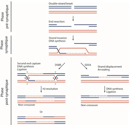 Figure 6 - Les différentes étapes de la recombinaison homologue et les structures de l’ADN associées