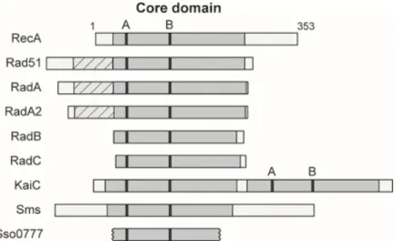 Figure 9 - Conservation des domaines de RAD51 à travers l'évolution. 