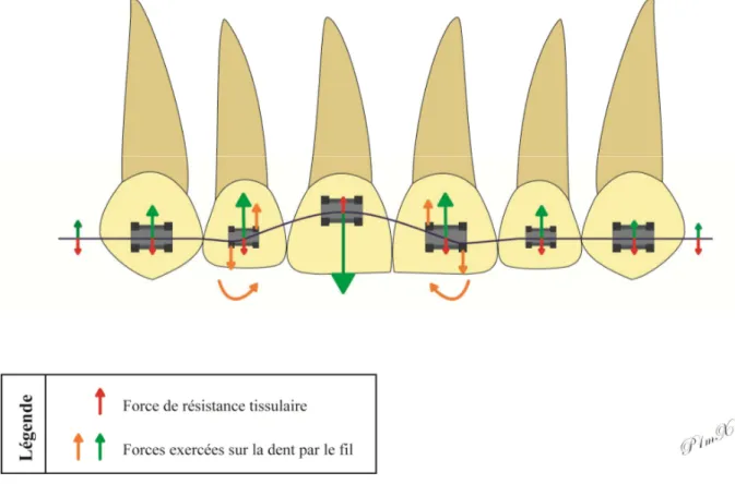 Figure 6 - Forces exercées lors d’une égression en vue frontale
