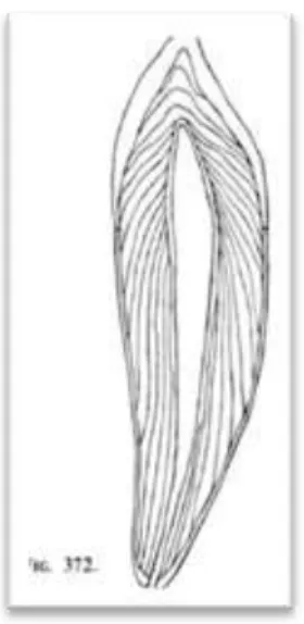Figure 7 : Schéma d’observation des lignes de Von Ebner (10) 