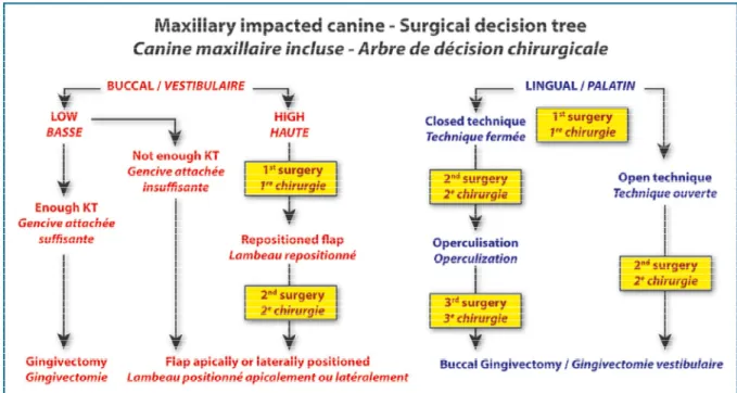Figure 9 : Arbre décisionnel pour le dégagement chirurgical d’une canine maxillaire incluse   (Dersot 2017) 