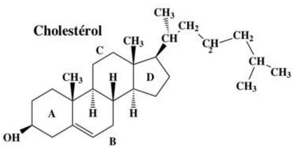 Figure 2: Molécule de cholestérol (23)     