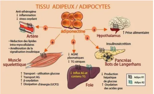 Figure 14: Effets de l'adiponectine au niveau des tissus (100)   