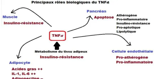 Figure 15: Effets systémiques du TNF-a (111)     