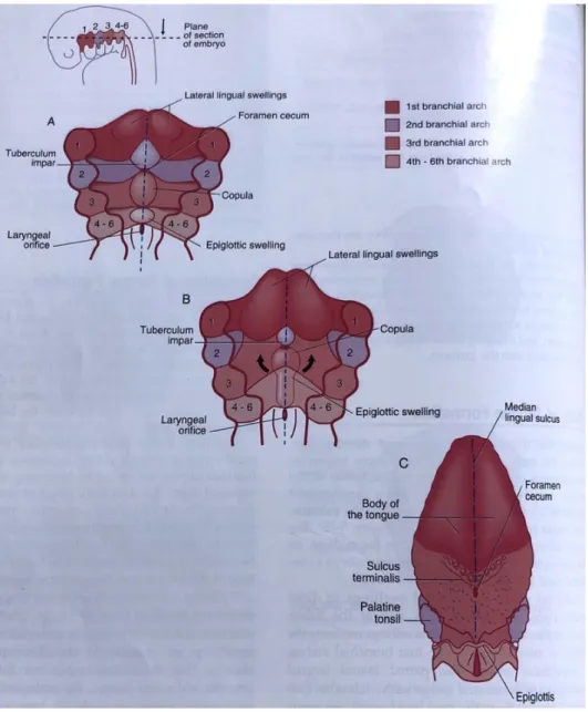 Figure 1 : Embryogenèse de la langue d’après (6)  