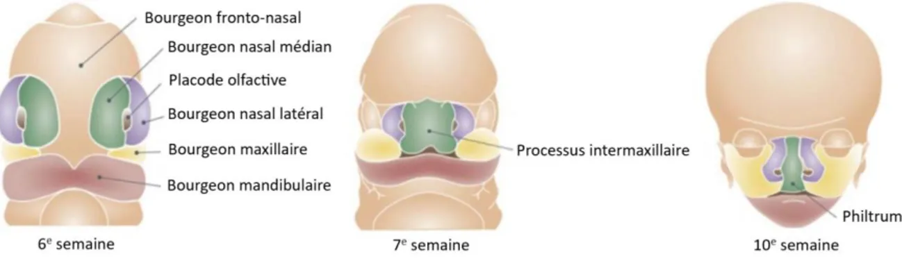 Figure 1 : Développement embryonnaire de la face 