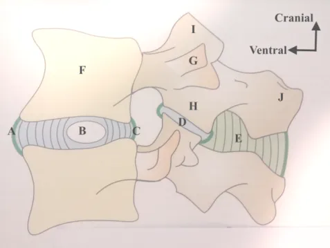 Figure 1 : Vue latérale du rachis lombaire (d'après &#34;Anatomie fonctionnelle de Kapanji tome III&#34;)