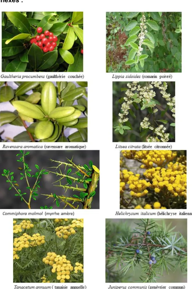 Figure 15 : quelques plantes aromatiques méconnues utilisées en odontologie 