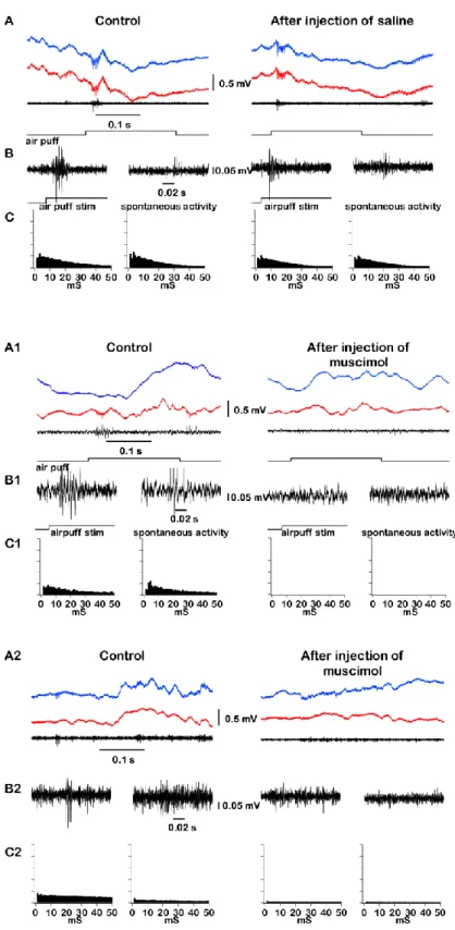 Figure 3. Effects of saline and muscimol injection on spiking activity in VPM and CL  thalamic nuclei
