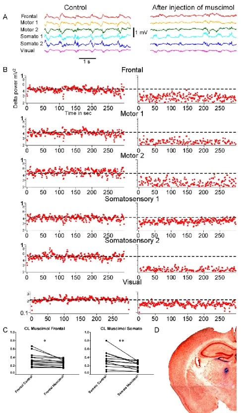 Figure  6.  Thalamic  inactivation  of  the  CL  nucleus  with  muscimol  abolishes  firing  within these nuclei and produces global cortical reduction of slow-wave activities