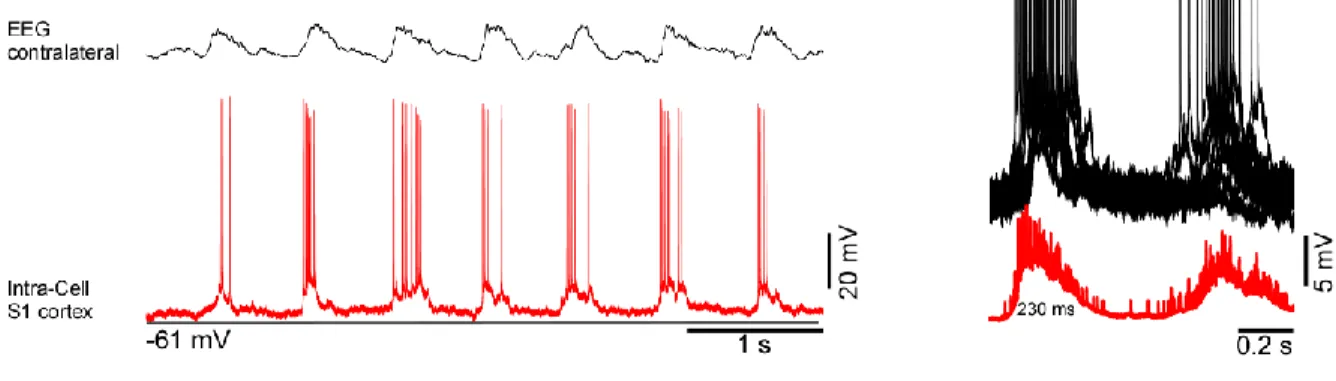 Figure  8.  Intracellular  and  LFP  recordings  of  neurons  within  somatosensory  cortex  during slow wave oscillation in anesthetized mouse