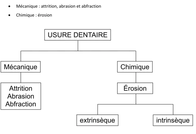 Figure 7 : Usure dentaire, issu d'un document de cours (Dr D'Incau) 