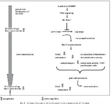 Figure 8 : Proposition d’une présentation schématique de la pathogénicité moléculaire du  chérubisme (22) 