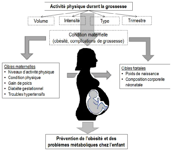 Figure 2. Cadre théorique illustrant les cibles de l’activité physique durant la grossesse pouvant  influencer la santé de l’enfant à long terme  1