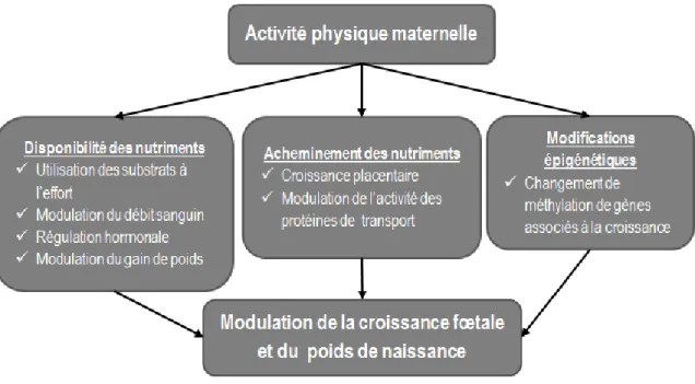Figure 4. Mécanismes expliquant les effets de l’activité physique maternelle sur la croissance fœtale  3.2.1