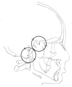 Figure 2 : les rotations basicrâniennes, vue sagittale  (schéma personnel). 