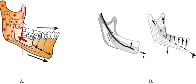 Figure 6 : Croissance mandibulaire. A. superposition selon le plan post-maxillaire B. Visualisation  de la croissance à partir de l’insertion du ligament sphéno-mandibulaire  (d’après Vesse 2008 (1)).