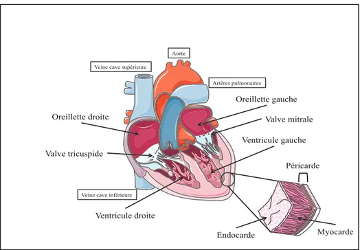 Figure 1. Cavités cardiaques 