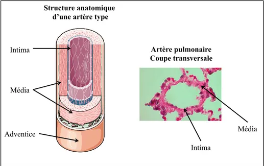Figure 2. Composition structurelle d’une artère 