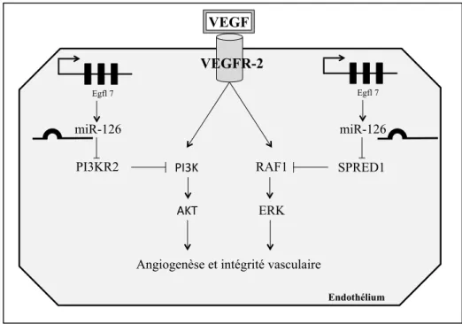 Figure 3. Mécanismes d’actions de miR-126, adaptés de Fish et al. [15] et de Wang et  al