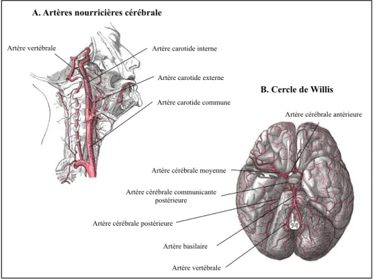 Figure  4.  Artères cérébrales. A. L’artère vertébrale  droite provient de la portion  ascendante de l’artère subclavière