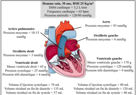 Figure  7.  Exemple pour un adulte sain des différentes valeurs de  pressions et de volumes cardiaque