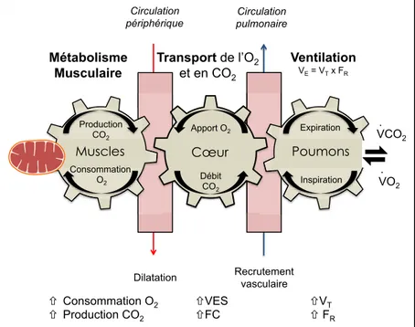 Figure  10.  Modèle intégré des différents mécanismes  physiologiques  cardiaque, pulmonaire et circulatoire  et la réponse à l’exercice, adapté de  [85]