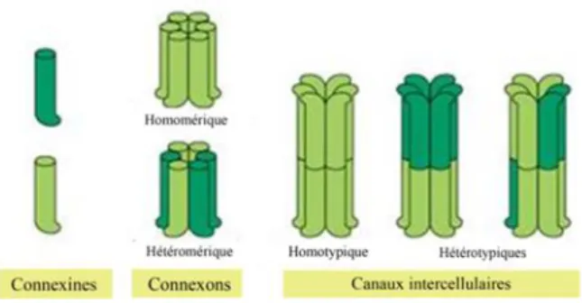 Figure 2 : Gap-jonctions – Organisation des connexines en connexons et des connexons en cal  intercellulaire, d’après Alberts et al